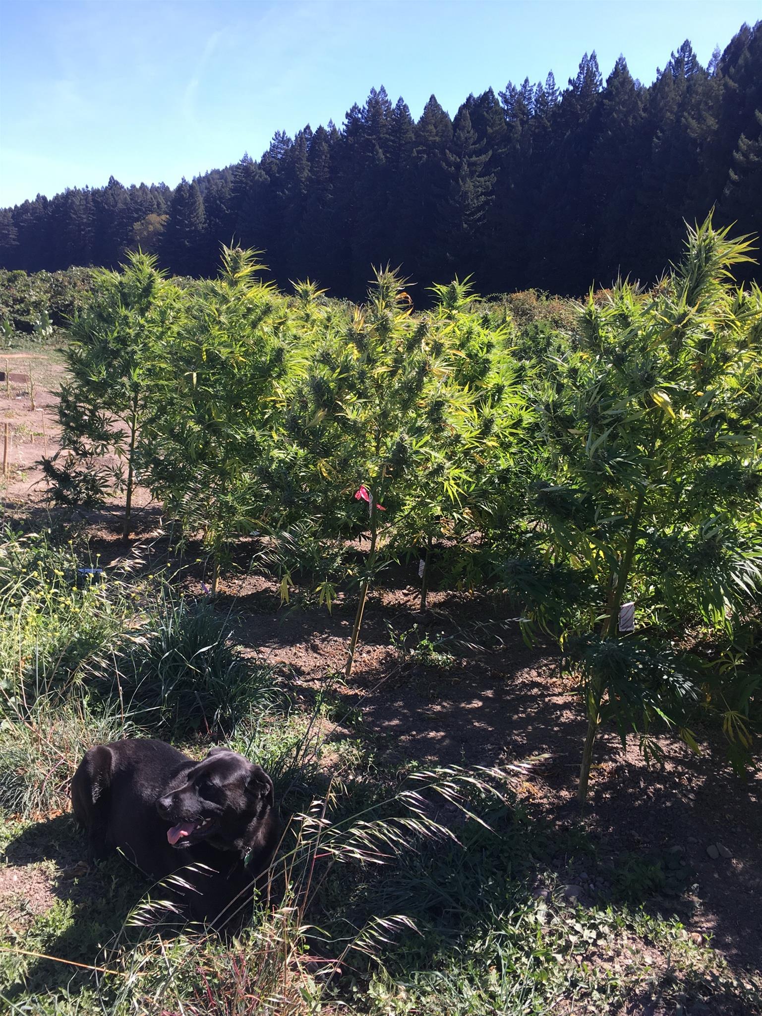 Humboldt Farm Tour by Humboldt Cannabis Tours