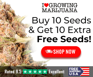 Cannabis Seed Sale