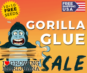 I Love Growing Marijuana Gorilla Glue Sale 10 + 10 FREE SEEDS, Free shipping USA