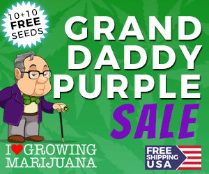 Granddaddy Purps Seeds