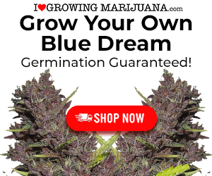 Grow Blue Dream