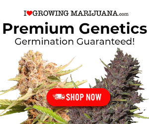 Cannabis Seed Sale