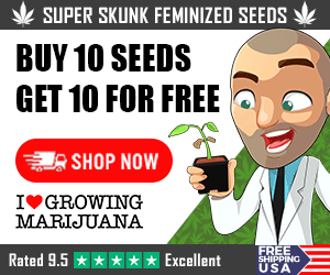 Super Skunk Seeds