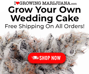 Grow Wedding Cake