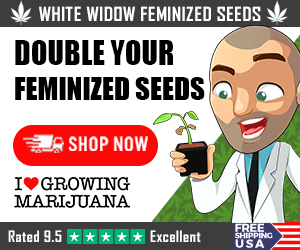 White Widow Seeds