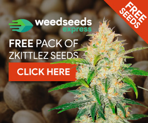 Banner advertisement for Weedseedsexpress cannabis seeds. Text reads: weedseeds express Free pack of zkittlez seeds: Click here
