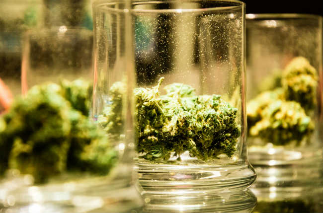 cured cannabis