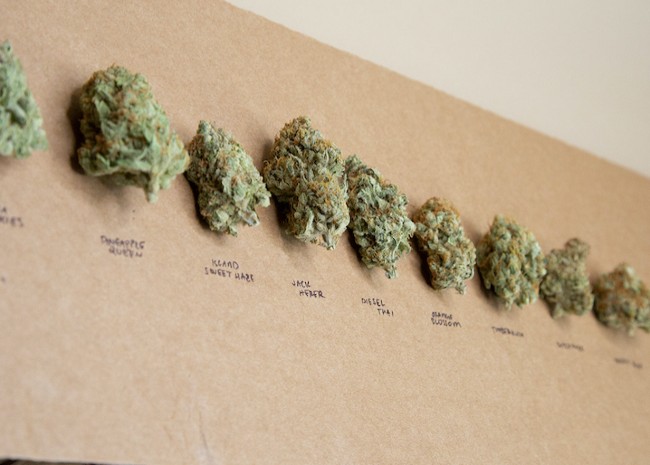 various strains of cannabis from falcanna