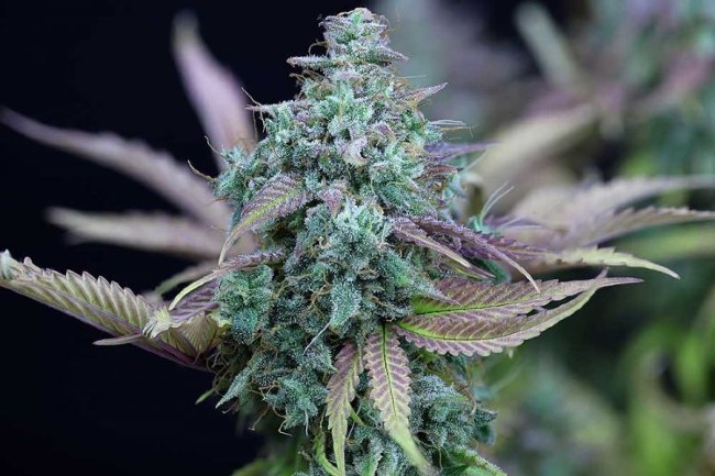 Strawberry Cheesecake