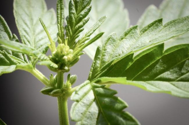 a male cannabis plant
