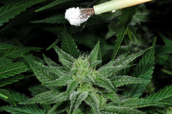 Someone collecting pollen from a cannabis plant