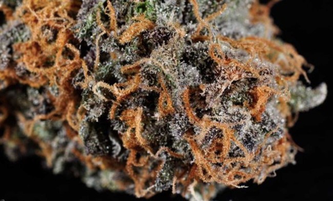 Purple weed