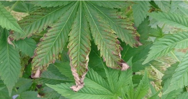 Nutrient Burn in a cannabis plant
