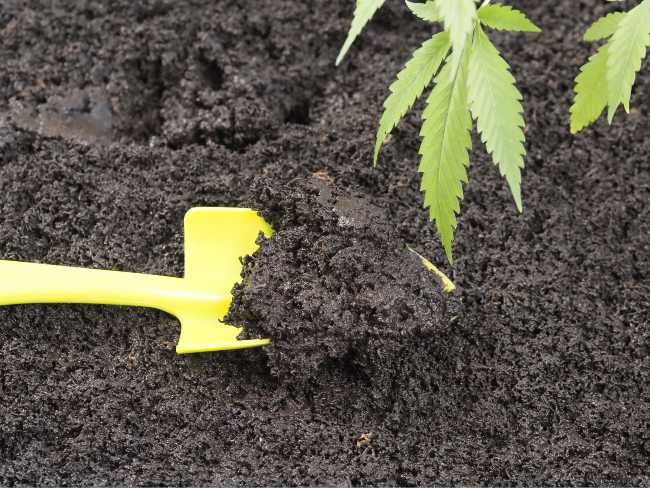 Image of a cannabis plant growing in soil.