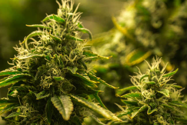 California Cannabis Cultivation