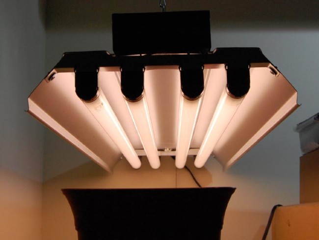 Fluorescent grow bulbs