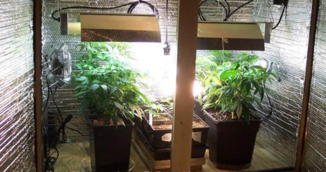 A homemade grow room