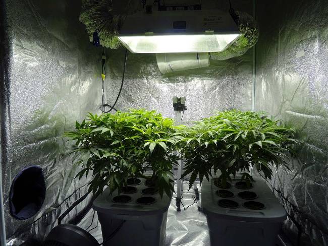 two cannabis plants being grown in a hydroponic system.