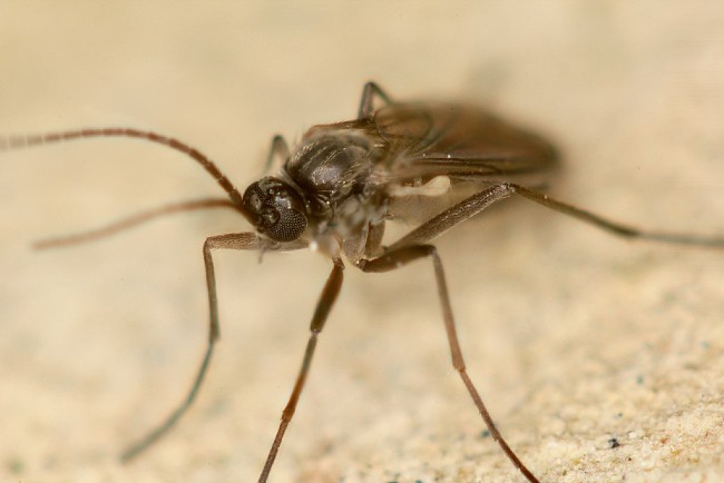 Fungus Gnats