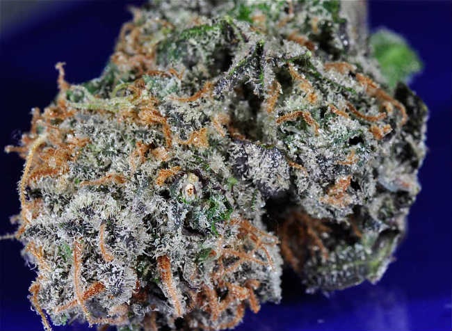 Blueberry Diesel