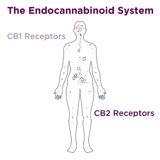 The endocannabinoid system