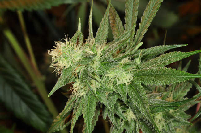 cannabis plant