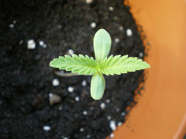 Cannabis Seedling in Soil
