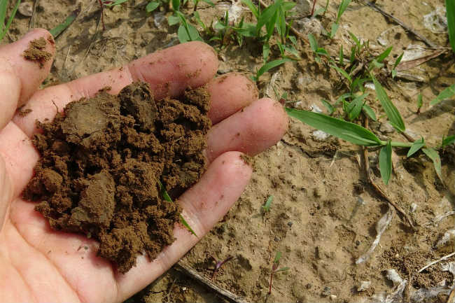 Healthy Soil Example