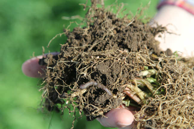 No Till Soil Example