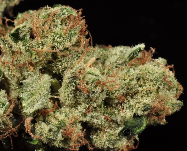 A photo of the strain Sour Diesel