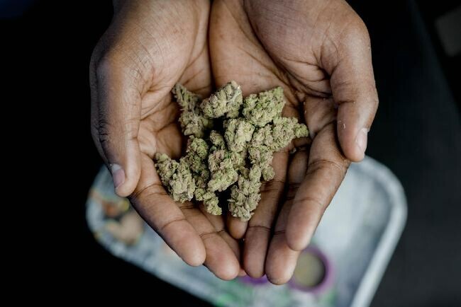 a person’s hands filled with buds of green cannabis