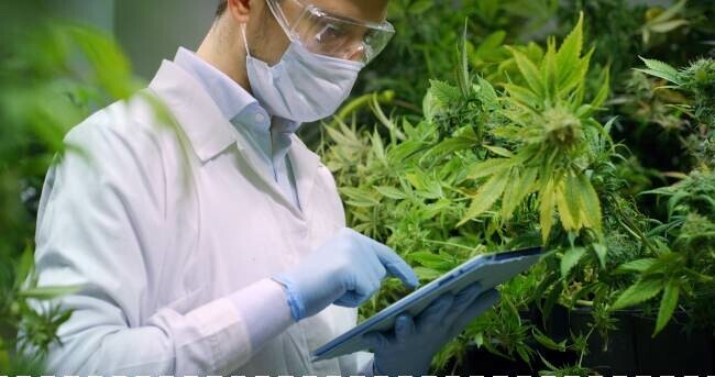 a man wearing a lab coat and gloves looking at a clipboard in front of cannabis plants