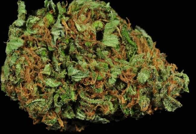 up close image of a nug of Durban Poison