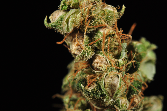 A cannabis nug with seeds