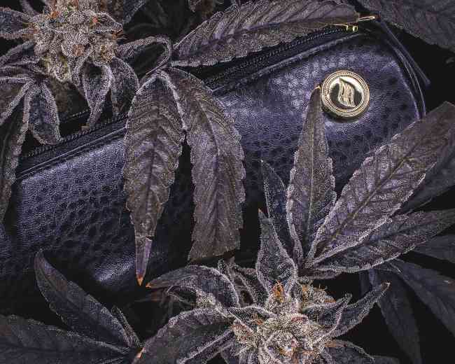 Up close shot of the black leather ritual case with it's grooves within and it's gold button in the upright corner of the cylindrical bag, surrounded by dark purple cannabis colas with frosty leaves