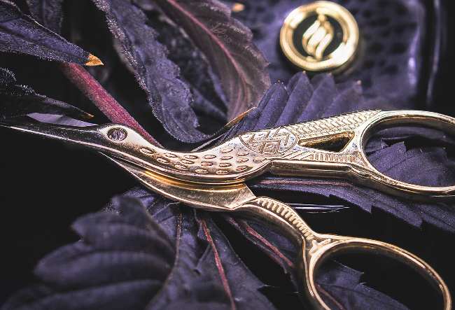 This is a up close image of the Rogue Paq, stainless steal crane, yet gold, scissors that look as though a bird is opening it's mouth by the blades, the screw for the eyes, and the circle handles that are its legs, resting upon dark purple weed leaves