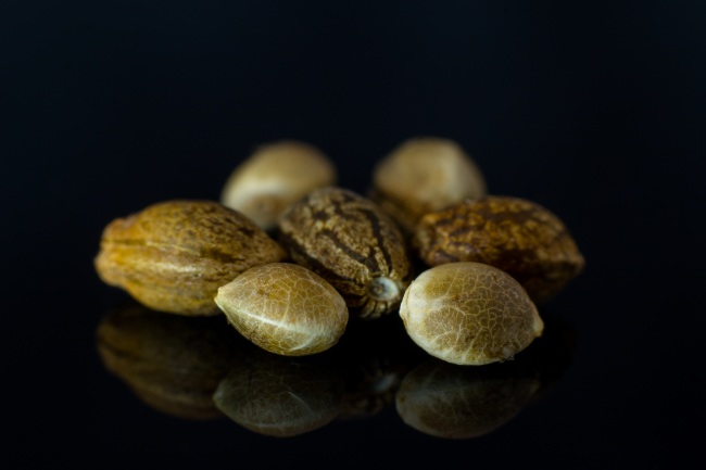 How to Store Marijuana Seeds Properly