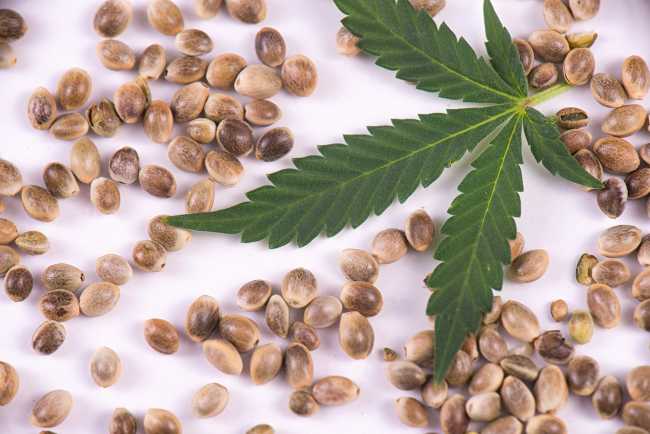 A marijuana leaf with cannabis seeds surrounding it.