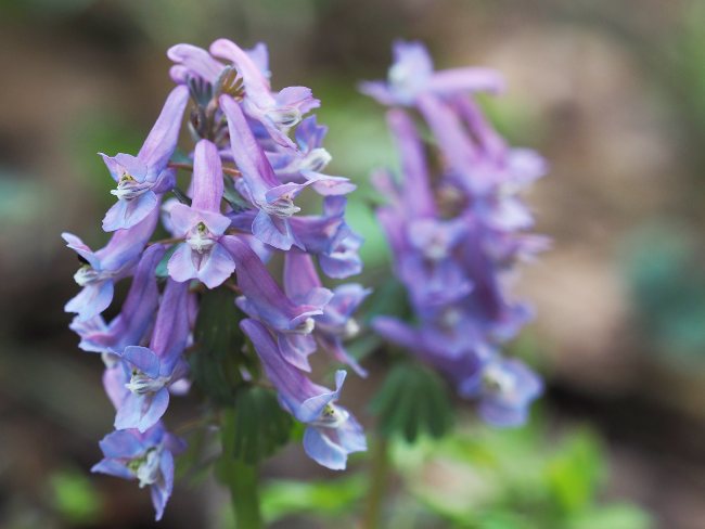 Close up image of Corydalis flower which has a hanging fan of blue bell flowers