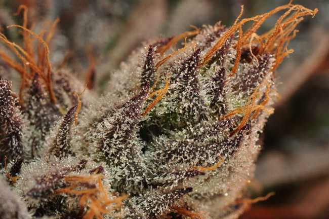 Why Does Weed Turn Purple Truths And Myths About Purple Cannabis