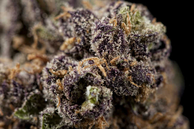 Why Does Weed Turn Purple? Truths and Myths about Purple Cannabis