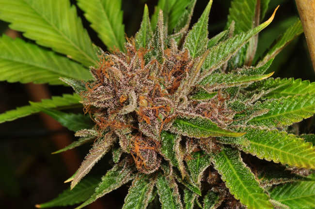 Why Does Weed Turn Purple Truths And Myths About Purple Cannabis