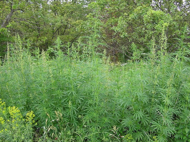 Cannabis ruderalis growing in the wild. 