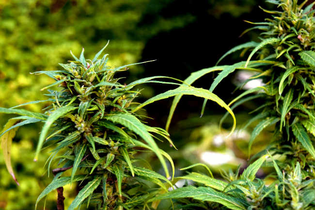 Progress Report: Canada's Legal Cannabis Market After 6 Months Progress Report: Canada's Legal Cannabis Market After 6 Months