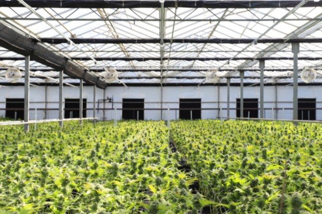 A large indoor grow