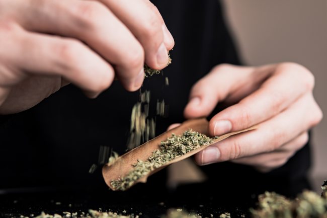a man sprinkles ground cannabis flower into a tobacco leaf blunt wrap