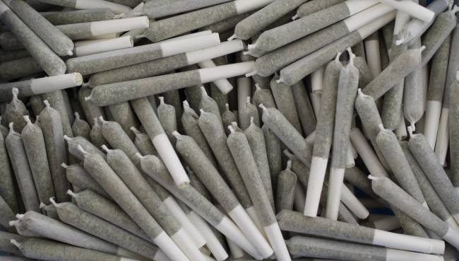 Hundreds of joints that are lying on top of each other with greyish-green bodies and a white tip which serves as a filter.