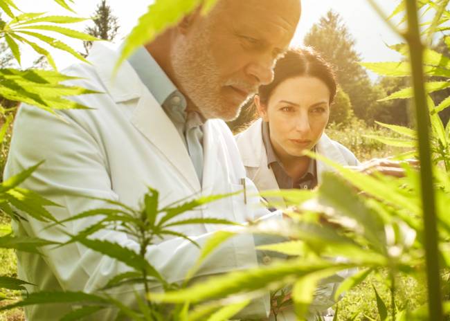 A male and female with lab coats on pointing to cannabis leaves within a outdoor grow.