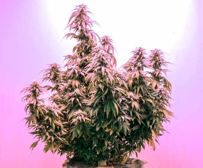 a large bushy cannabis plant is against a pink background in a grow room