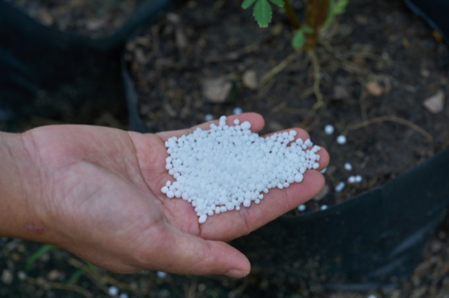 Someone holding phosphorus